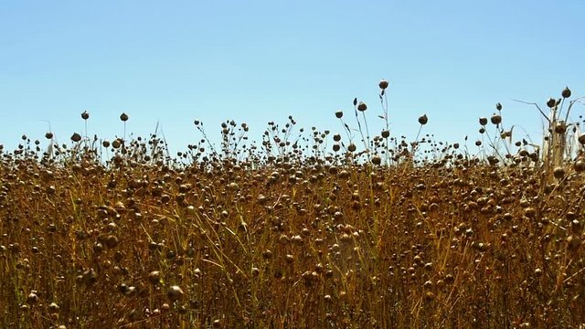 A buckwheat field shining in the sun. Close-up of buckwheat, ready for harvest. The camera rises over the field of buckwheat.