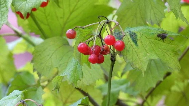 Bunch of red guelder-rose berries shakes a gentle breeze (Viburnum opulus)