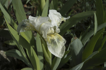 Iris 'Greenspot'