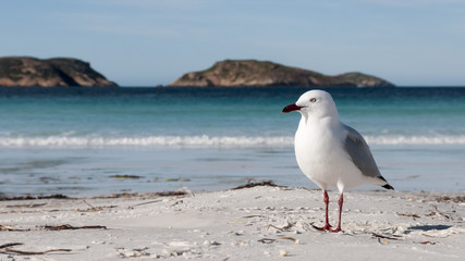 Gabbiano Seagull Australia
