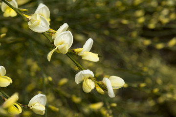 Cytisus x praecox