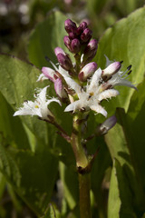 Menyanthus trifoliata