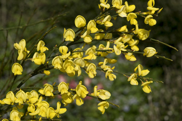 Cytisus x praecox 'Allgold'