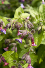 The small flowers of  lungwort