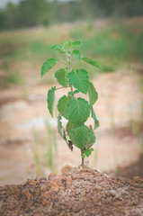 Green grass background, grass texture