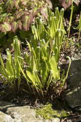 Asplenium scolopendrium