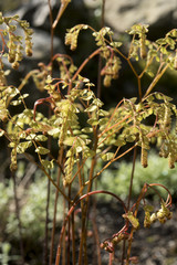 Adiantum pedatum var. pedatum