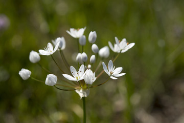 Flowers of the wild onion Allium neapolitanum