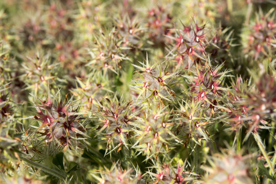 Flowers of the small Trifolium stellatum