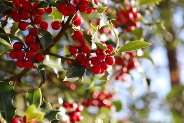 Ilex, or holly, It is a genus of small, evergreen trees with smooth, glabrous, or pubescent branchlets. The plants are generally slow-growing