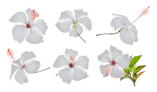 set of white hibiscus or chaba flower isolated on white background