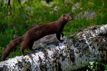 Mink in the wild