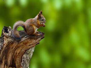 Squirrel sitting on a broken tree and eating a nut. Squirrel in the woods or in the Park on a green background.