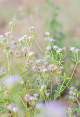 Green grass background, grass texture