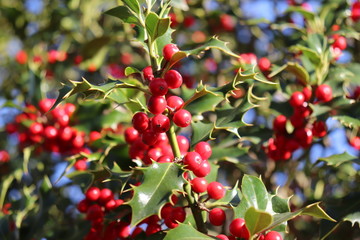 Ilex, or holly, It is a genus of small, evergreen trees with smooth, glabrous, or pubescent branchlets. The plants are generally slow-growing