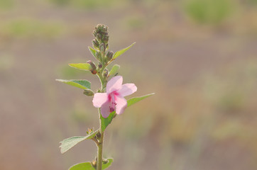 Wild field of grass on sunset, soft sun rays, warm