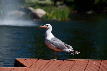seagull on the beach