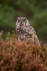 Owl hidden in the woods. A wild scene from the natural environment
