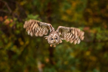 Owl hidden in the woods. A wild scene from the natural environment