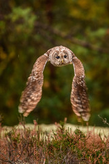 Owl hidden in the woods. A wild scene from the natural environment