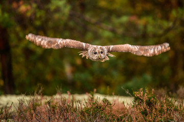 Owl hidden in the woods. A wild scene from the natural environment