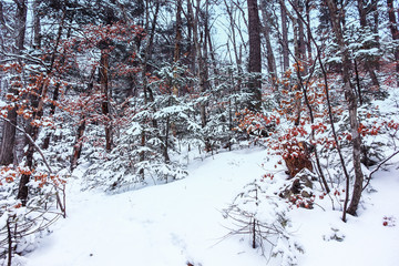 Winter snowy forest