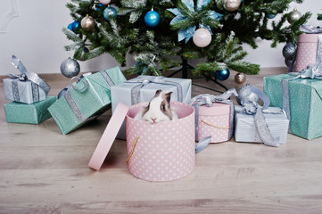 Funny bunny rabbit at gifts box under new year tree. Happy winter holidays concept.