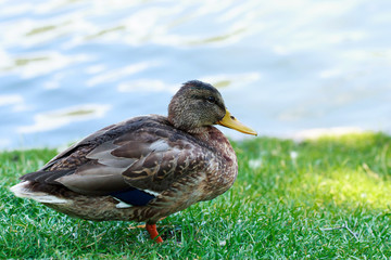 Duck on the grass