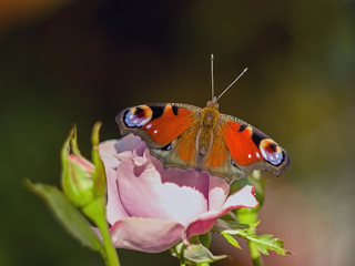Beautiful butterfly sitting on a rose