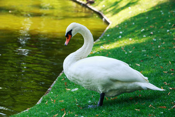 Obraz premium White beautiful swan