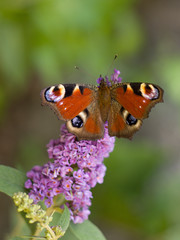 Butterfly bush and beautiful butterfly