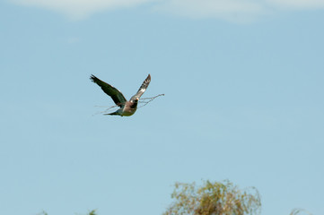 peace dove pidgeon with branch