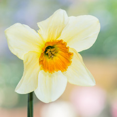 Fototapeta premium Daffodil
