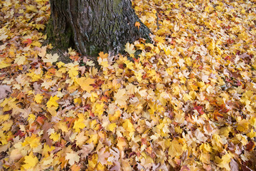 Colorful autumn leaves background