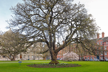 Obraz premium Trinity college Dublin