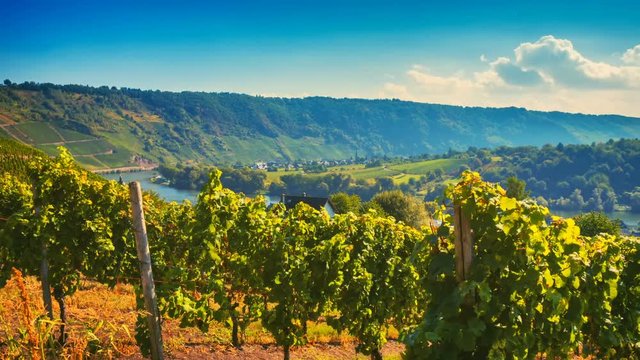 Panoramic landscape with autumn vineyards. Eifel, Germany