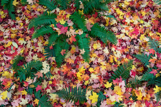 Colorful autumn leaves background
