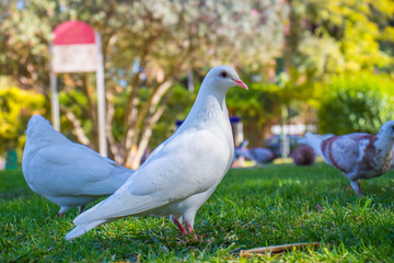 White dove in green grass.