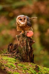Owl hidden in the woods. A wild scene from the natural environment. (Tyto alba)