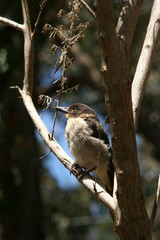 Butcher Bird (cracticus torquatus) fledgling