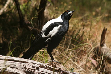 Australian Magpie 'Cracticus tibicen'