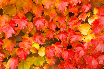 Naklejka na ściany i meble leaves change color in fall, Autumn atmosphere, Autumn scenery, An ivy leaves, autumnal tints 
