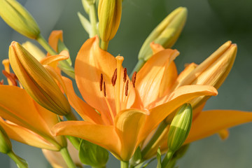 Gelbrote Taglilie blühend mit Knospen vor unscharfem Hintergrund 