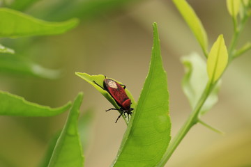Red Bug