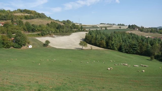Pecore al pascolo nelle Langhe Piemontesi