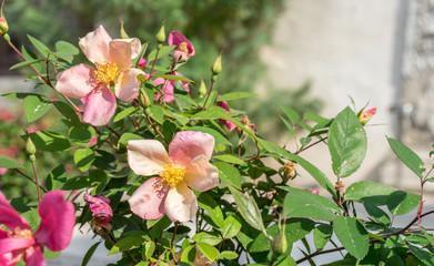 Rosebush / Rosebush with simple orange flowers 