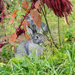 little gray rabbit /  a gray rabbit sits in the garden and eats celery
