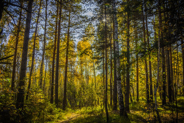 Black Forrest in Russia.  Orange Evening Sun shines through the golden foggy forest Woods. Magical Autumn Forrest. Colorful Fall Leaves. Romantic Background. Sunrays before Sunset. Landscape format