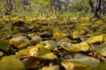 Autumn leaf fall.