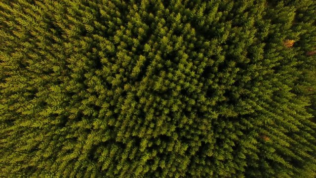 Green forest, top view